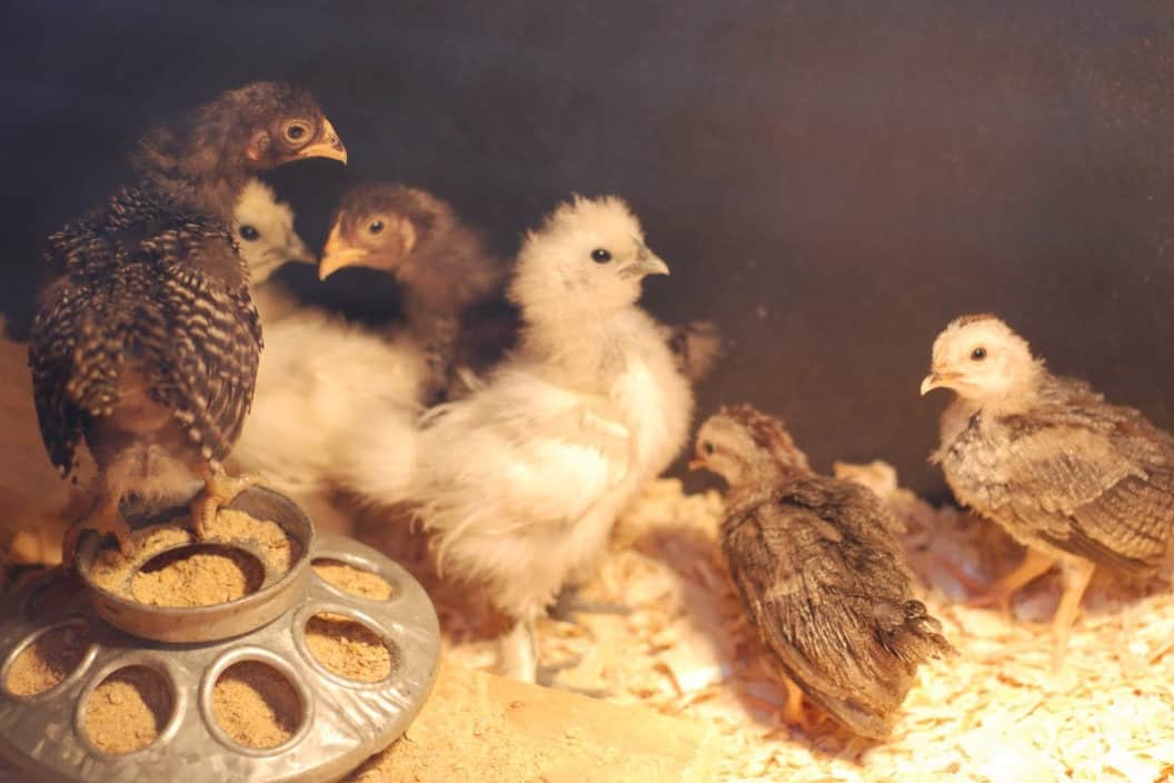 chickens for sale az