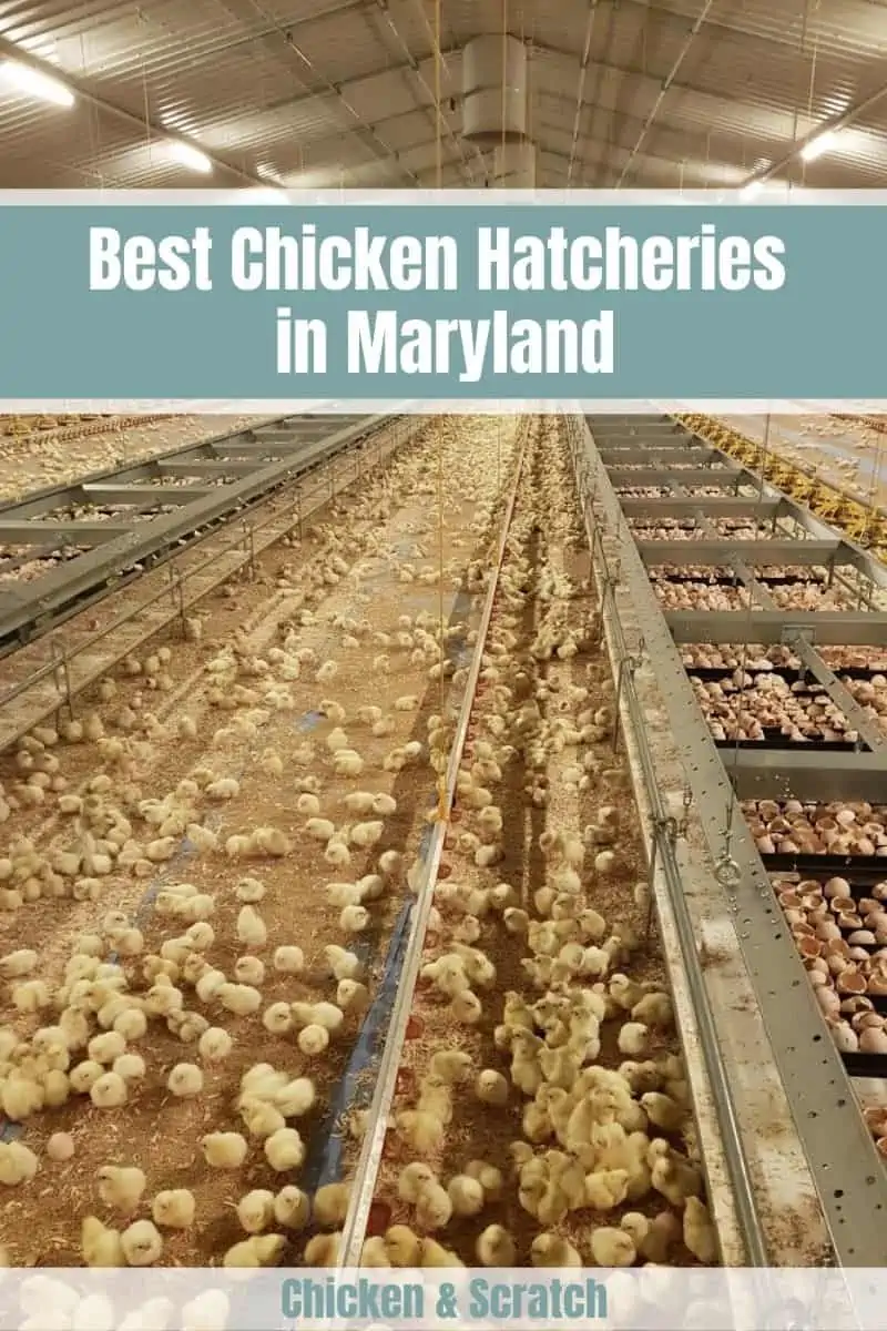 chickens-for-sale-in-maryland