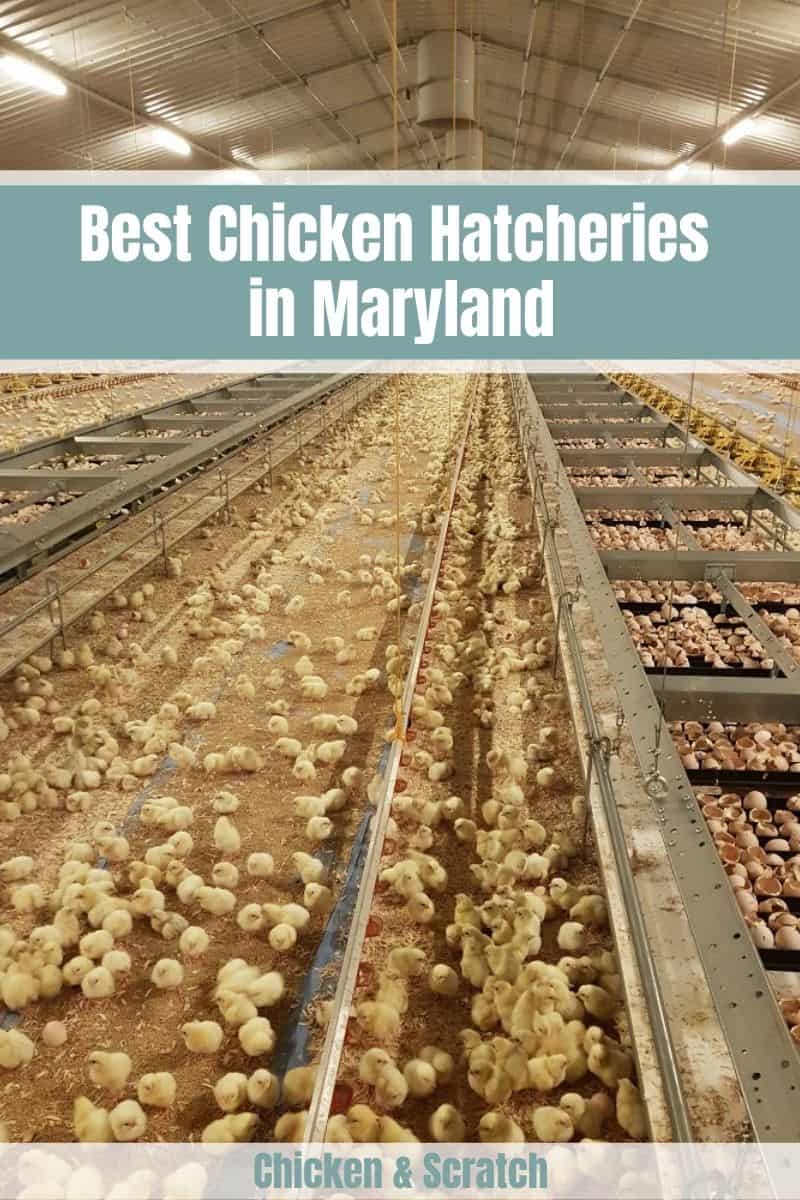 chickens for sale maryland