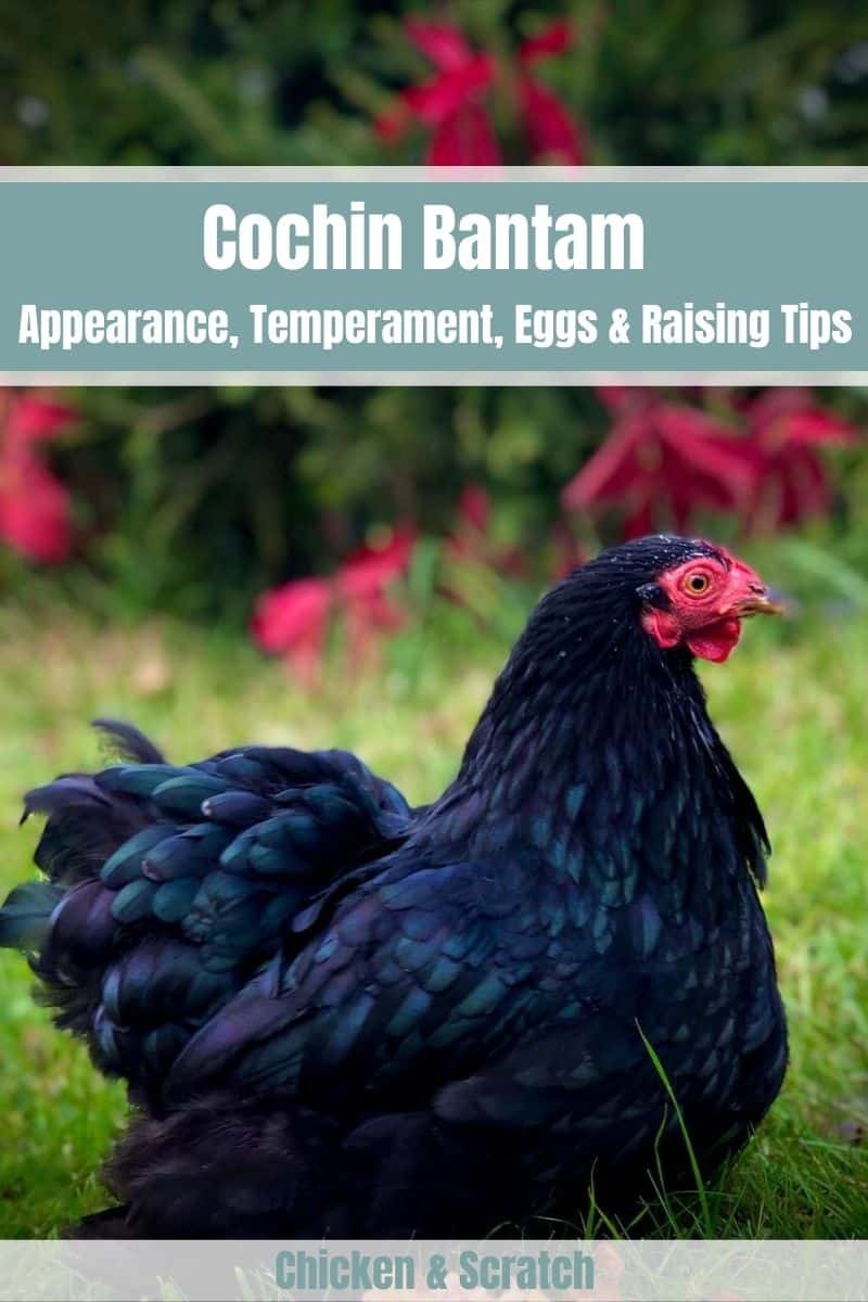 cochin bantam