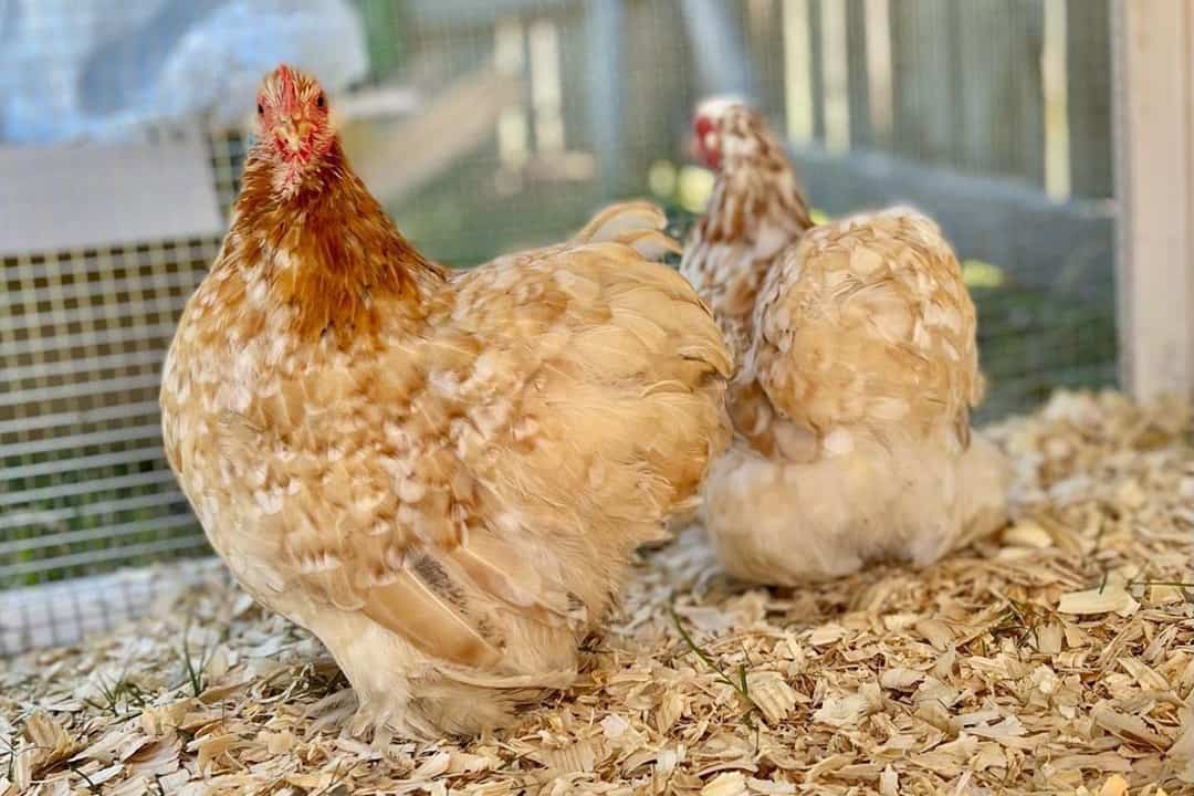 cochin bantams