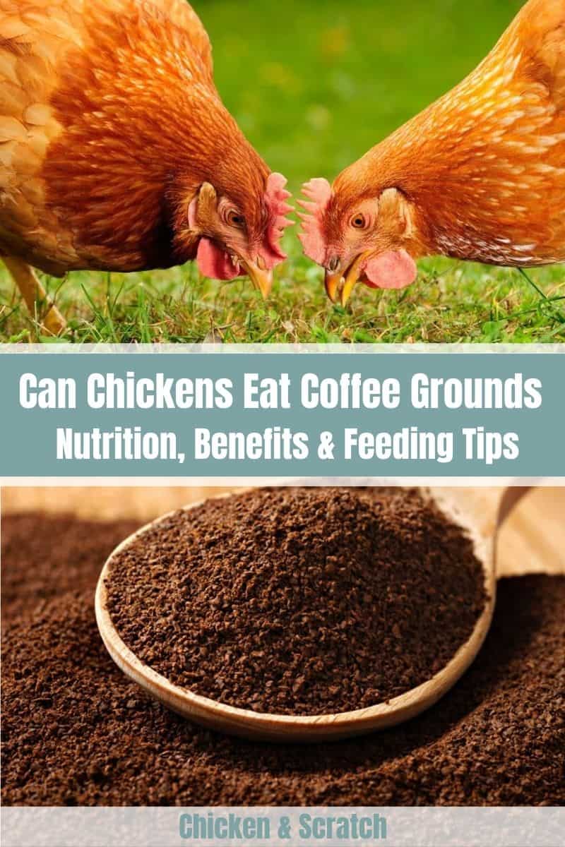 coffee grounds for chickens