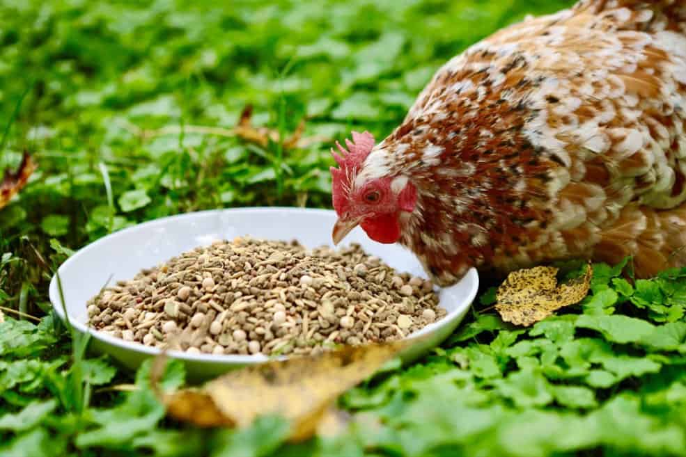 flax seed for chickens