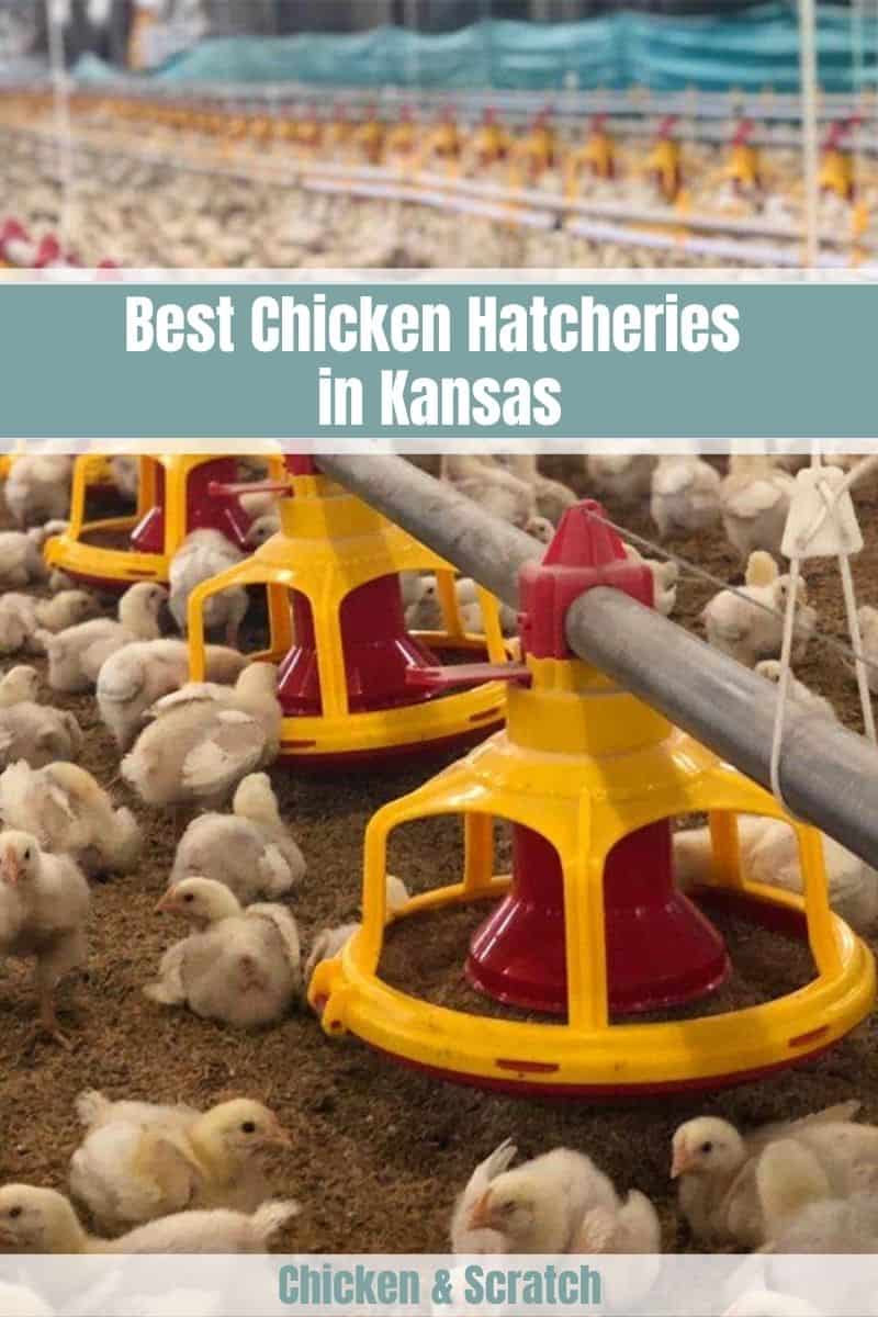 hatcheries in kansas