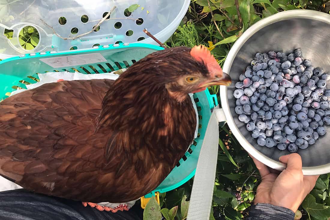 how many blueberries should i eat