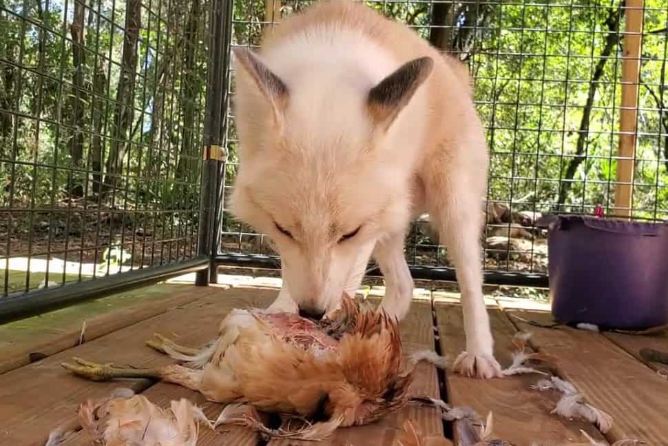 how to deter foxes from chickens