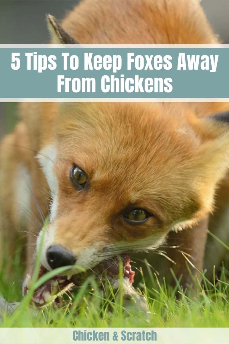 how to keep fox away from chickens