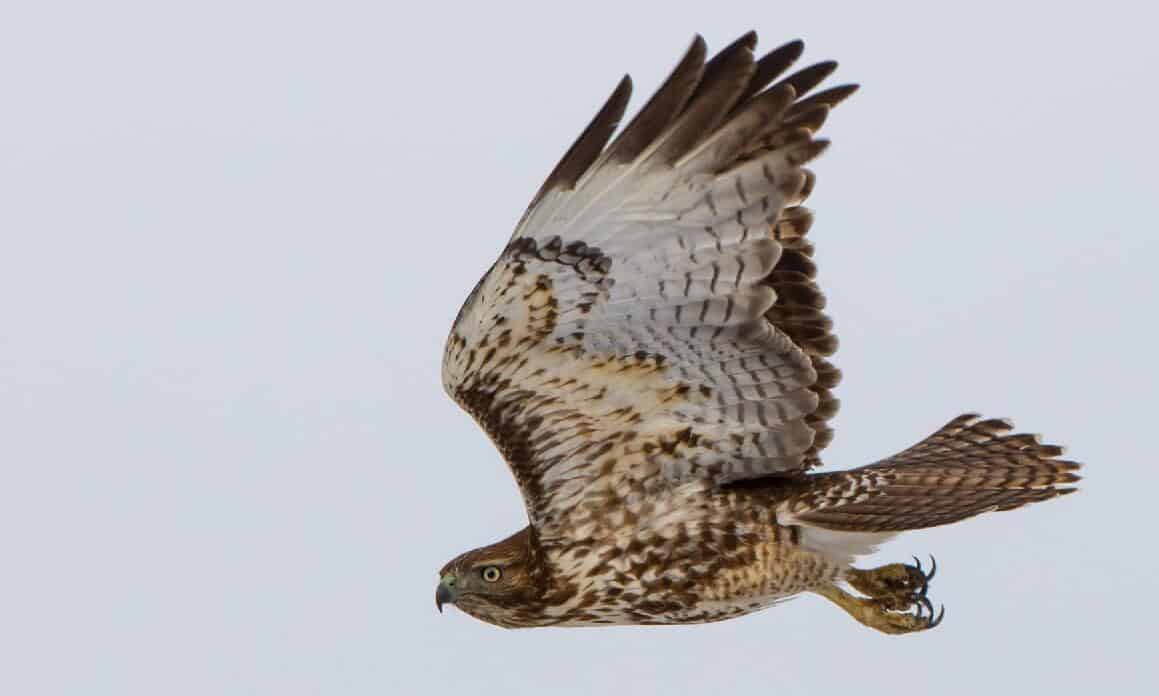 how to protect chickens from hawks