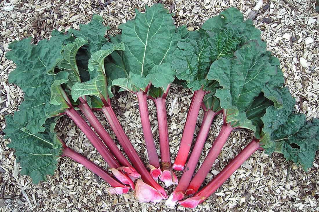 is rhubarb poisonous to chickens