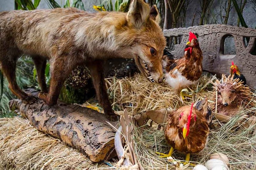 keeping foxes away from chickens