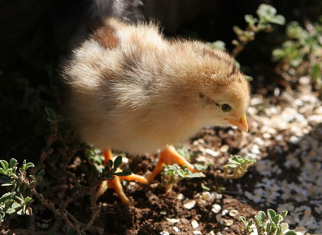 live chickens for sale in maryland