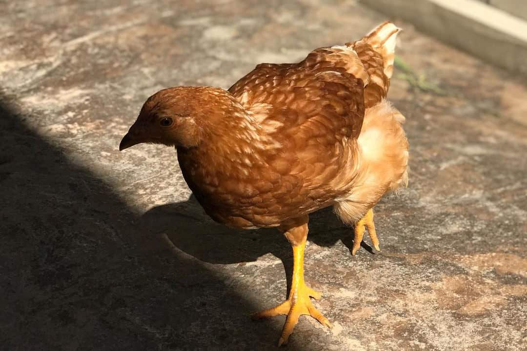 lohmann brown chicken