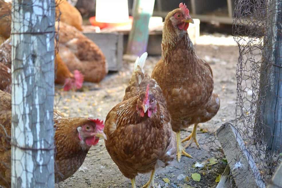 lohmann brown chickens for sale
