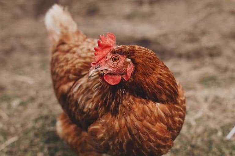 Lohmann Brown: Appearance, Temperament, Eggs & Raising Tips