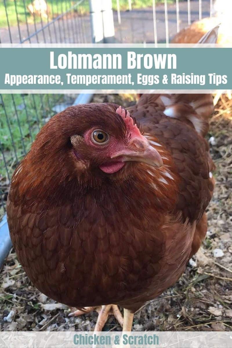 lohmann brown