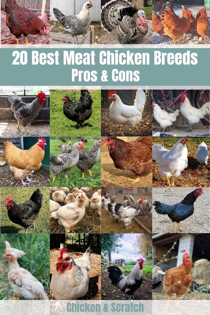 meat chicken breeds