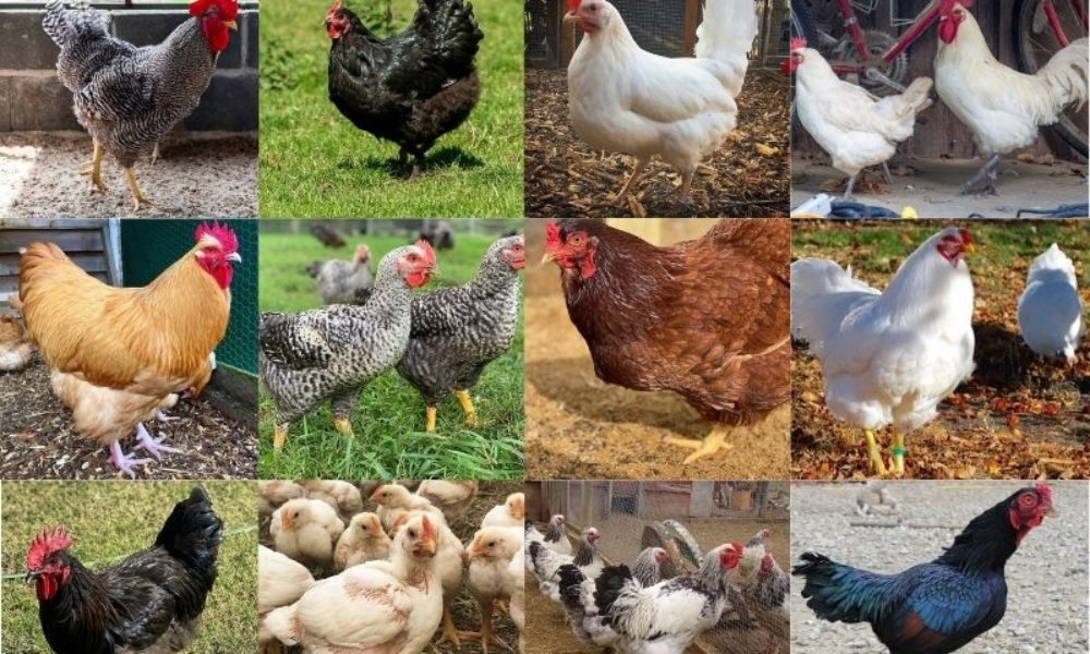 20 Best Meat Chicken Breeds (Pros & Cons)