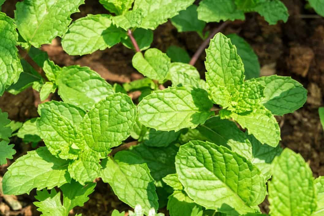 mint for chickens
