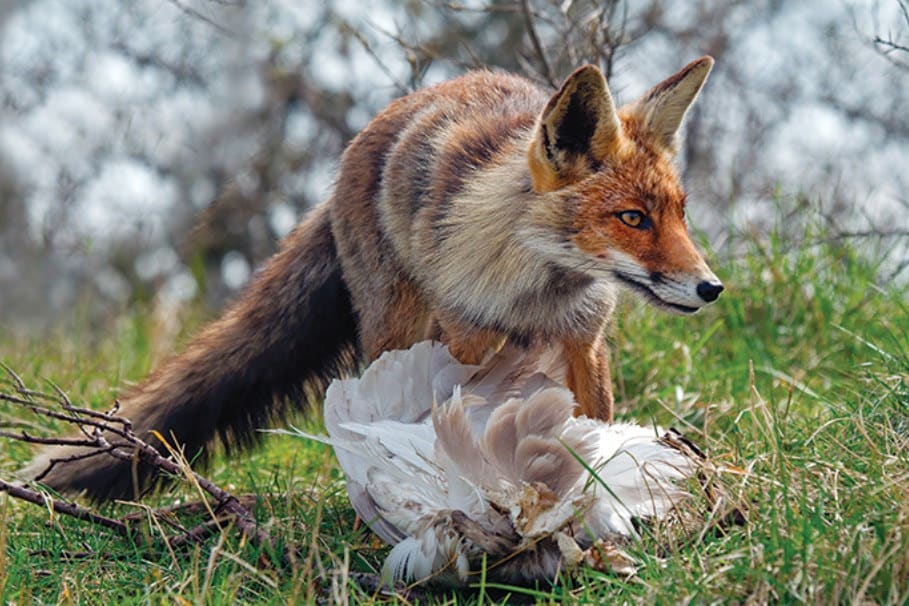 will a red fox attack my dog