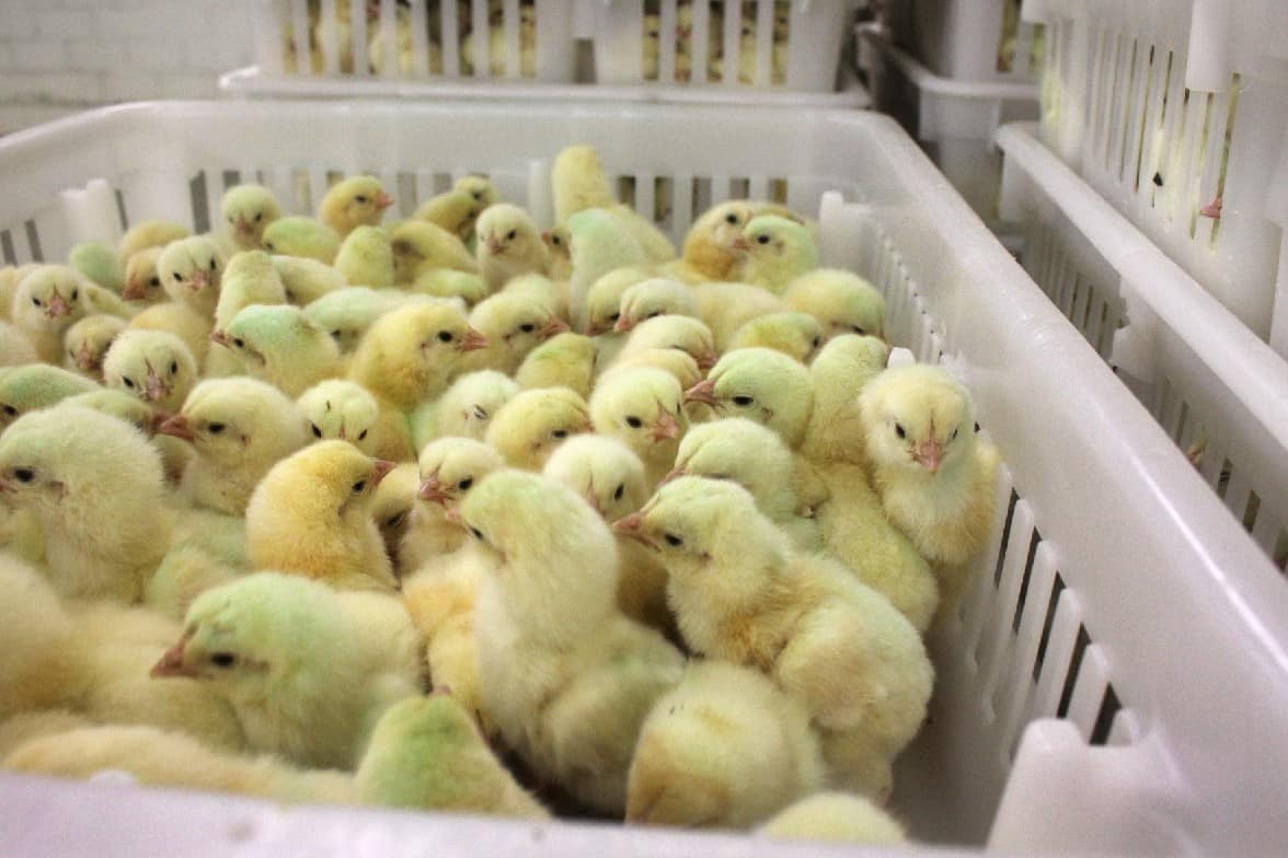pullets for sale in massachusetts