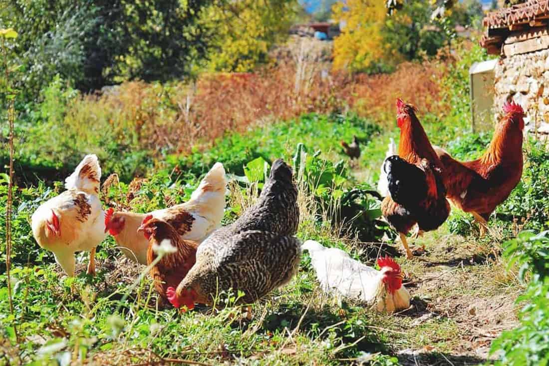 recycled coffee grounds for chicken bedding