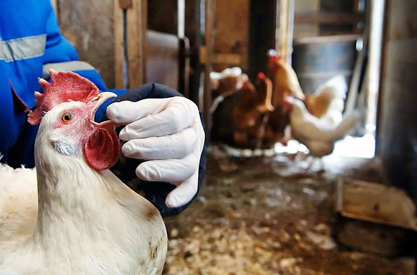 respiratory diseases in chickens