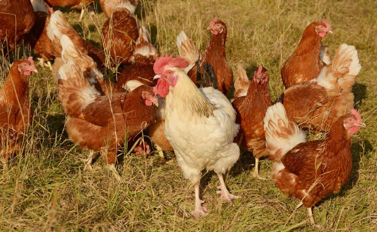 respiratory illness in chickens