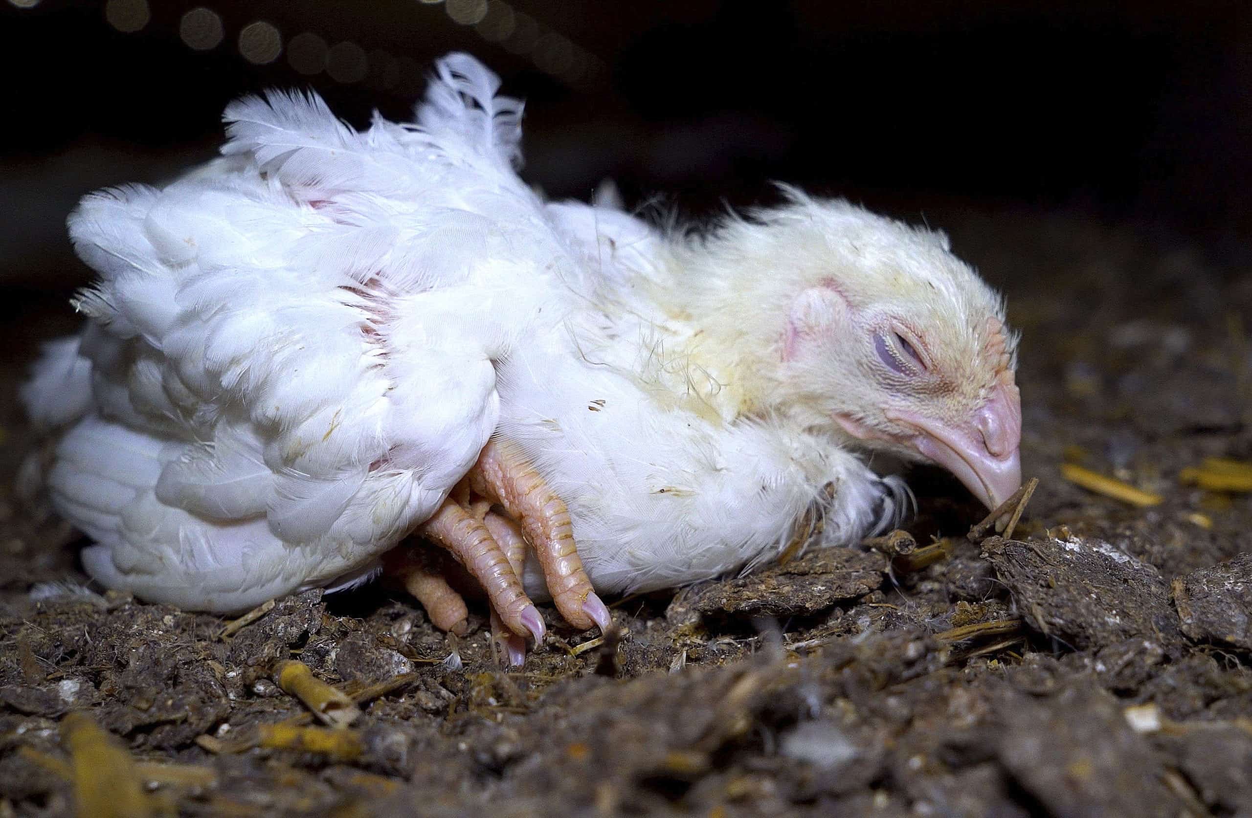 respiratory infection in chickens