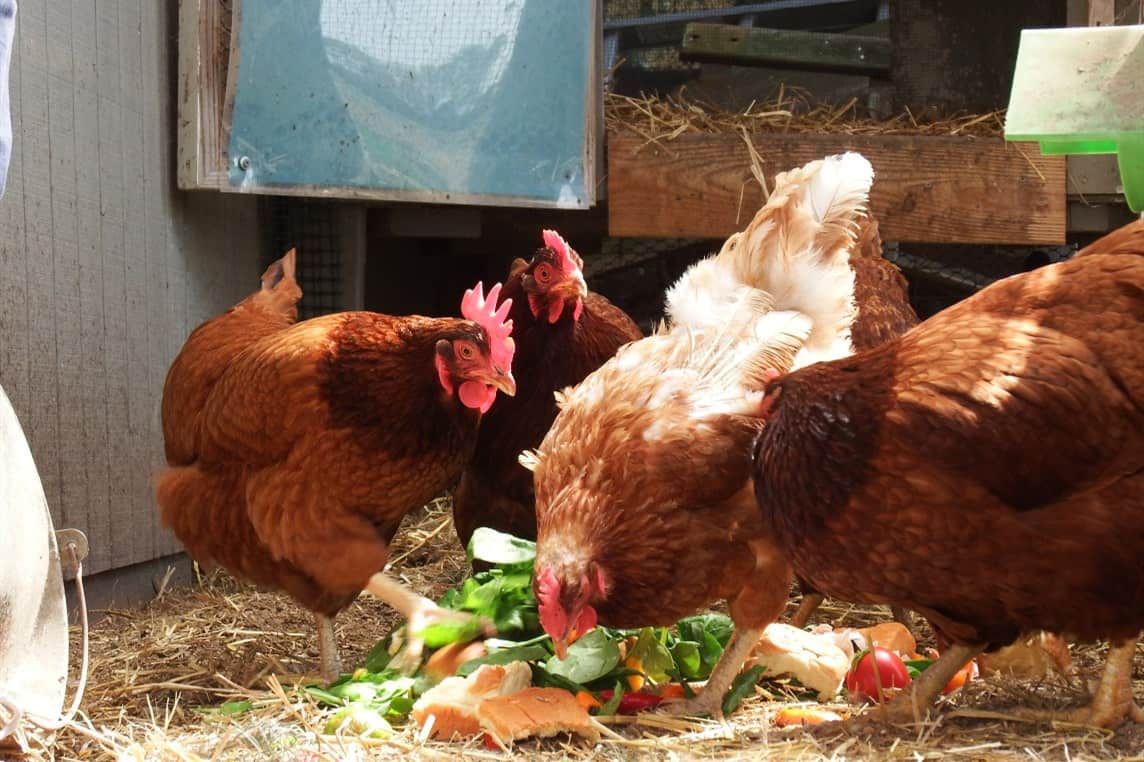 rhubarb leaves and chickens