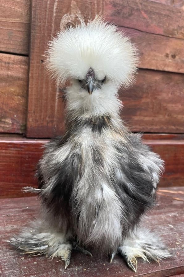top 10 broody chickens