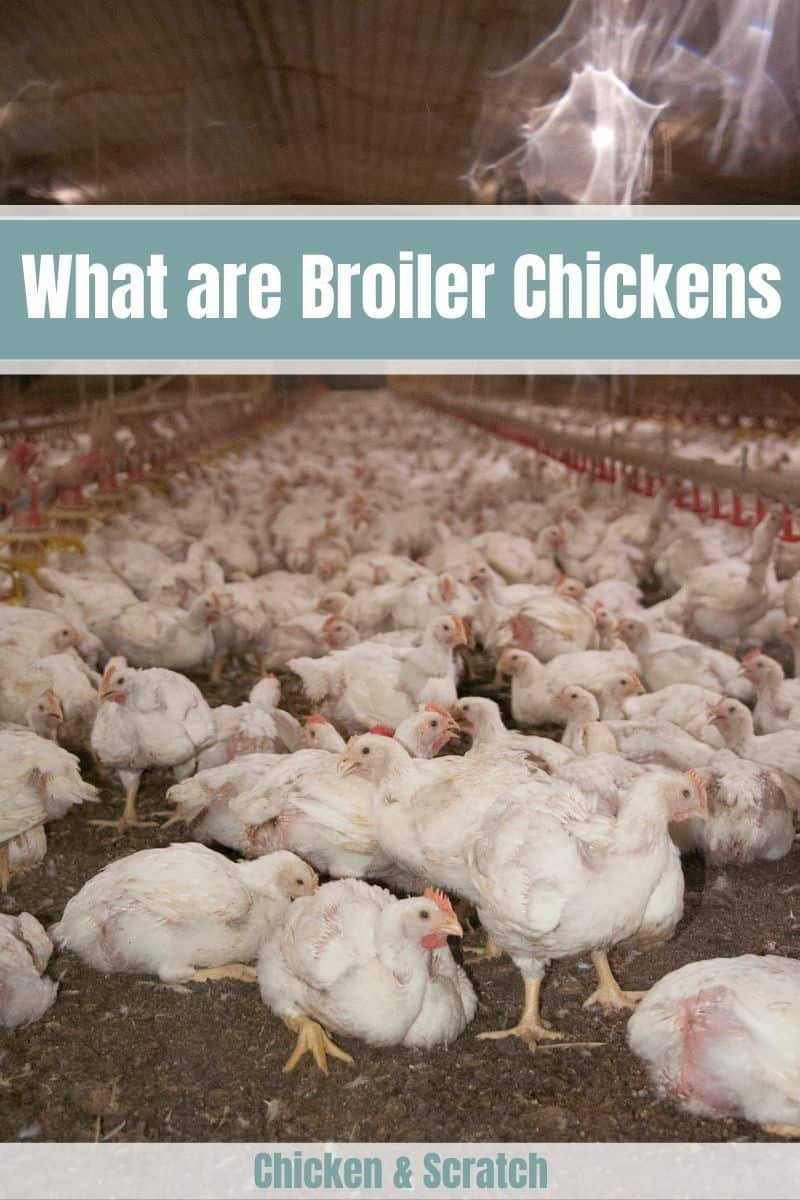 what are broiler chickens