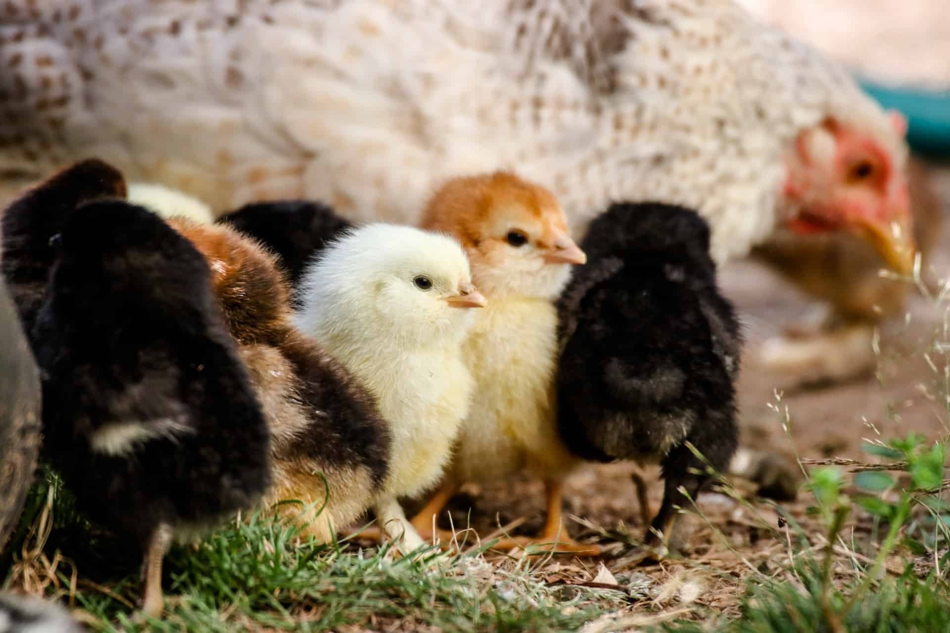 when is the best time to buy baby chickens