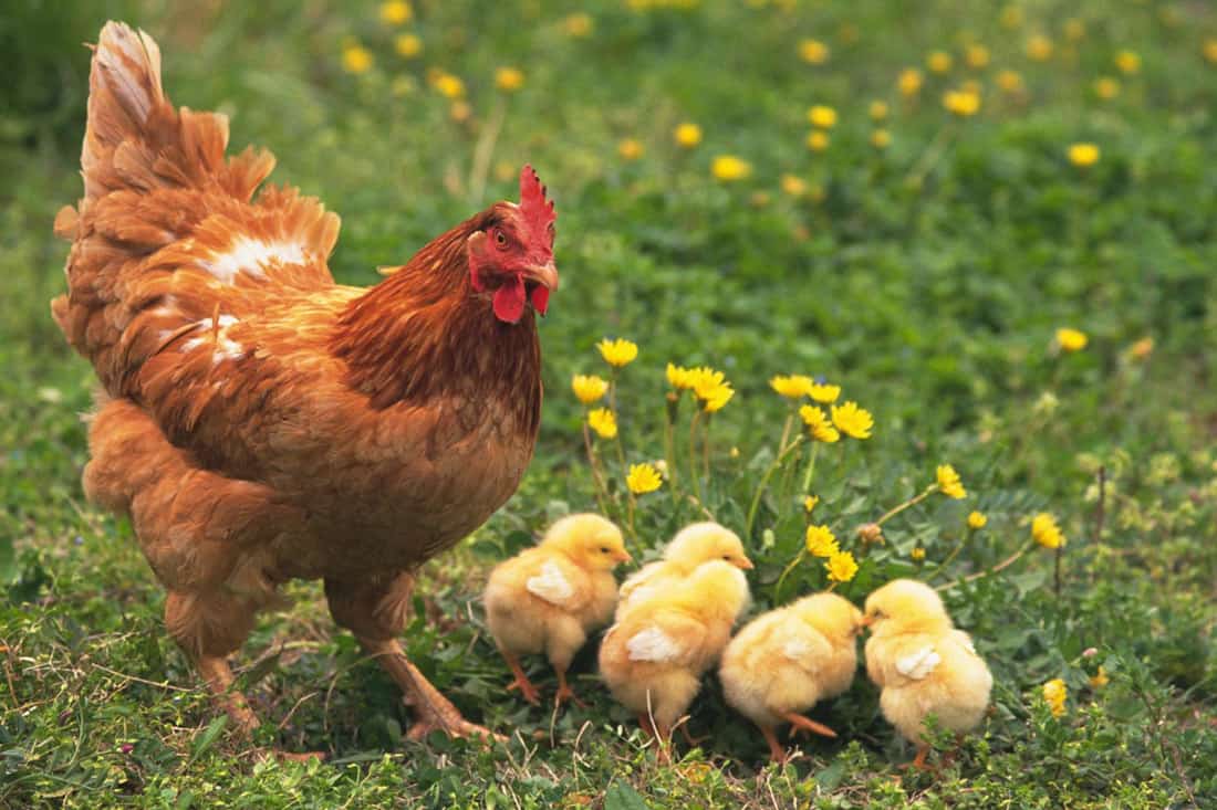 when to buy baby chickens