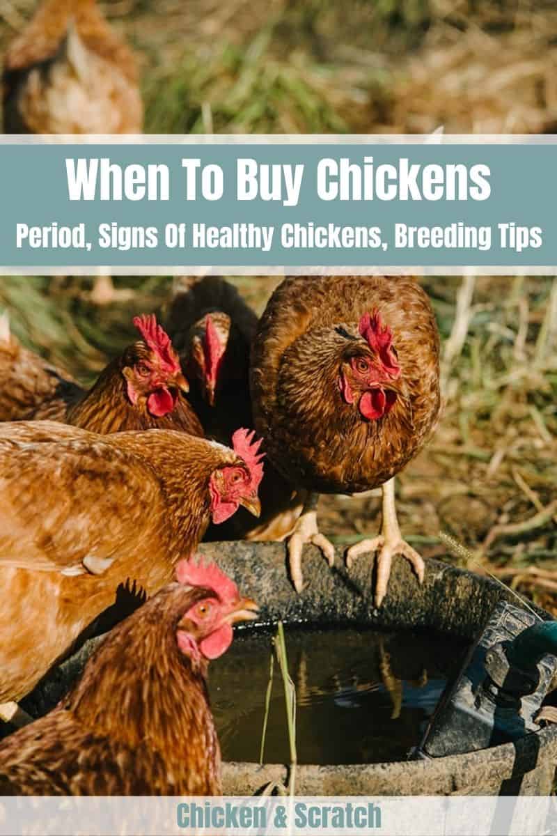 when to buy chickens