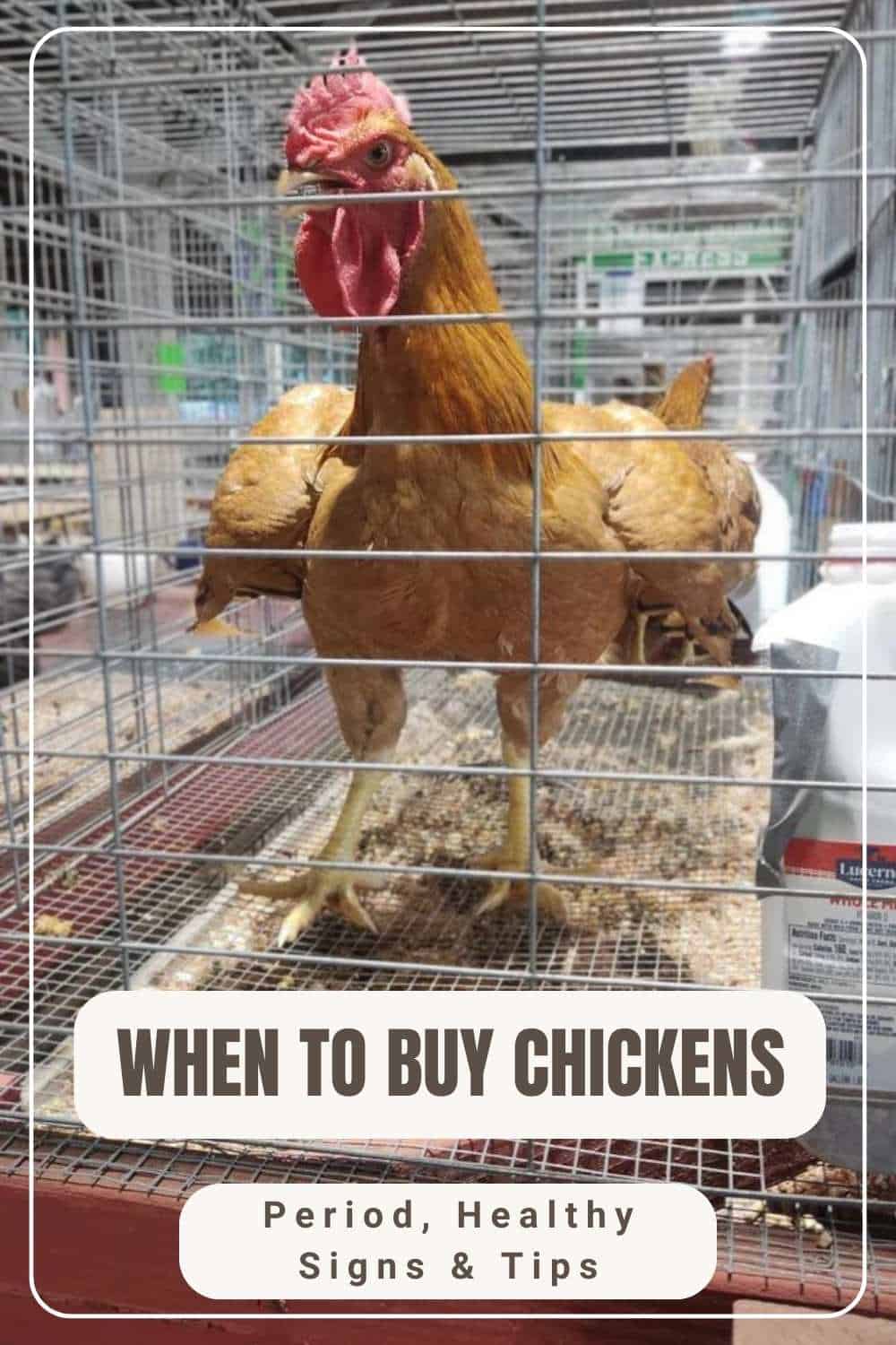 when-to-buy-chicks