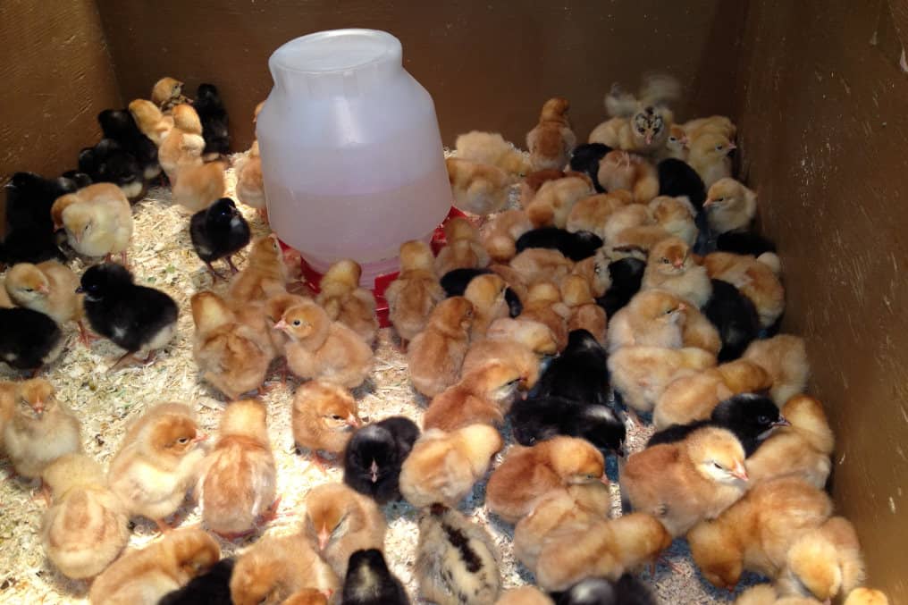 where to buy chickens in phoenix