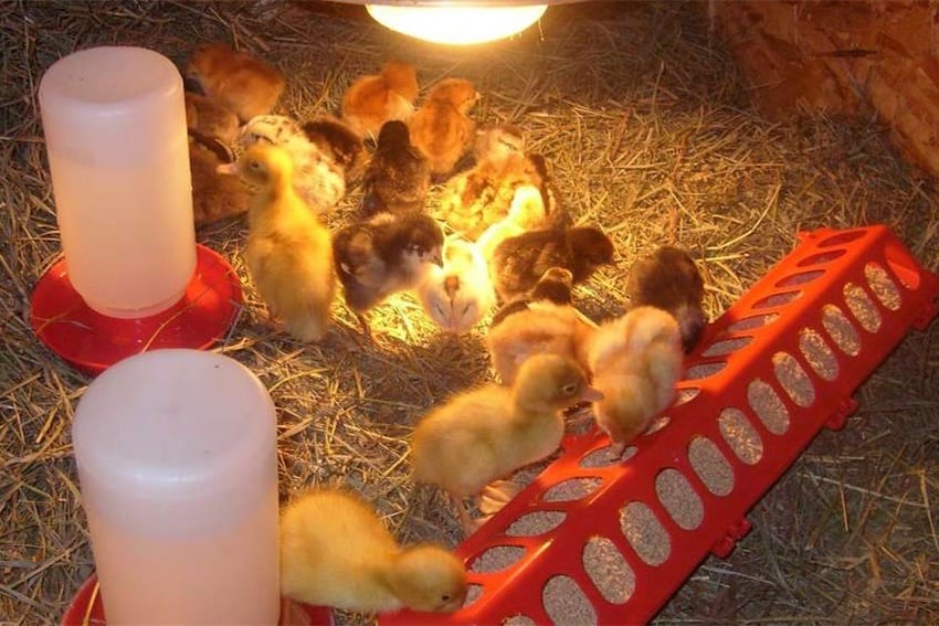 where to get baby chickens