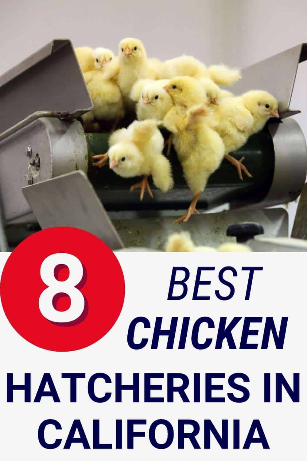 Best Chicken Hatcheries in California
