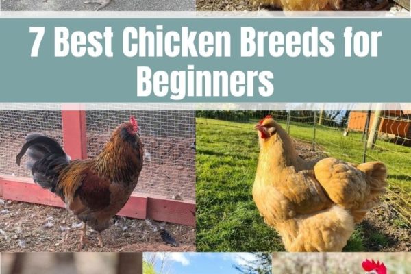 7 Best Chicken Breeds for Beginners