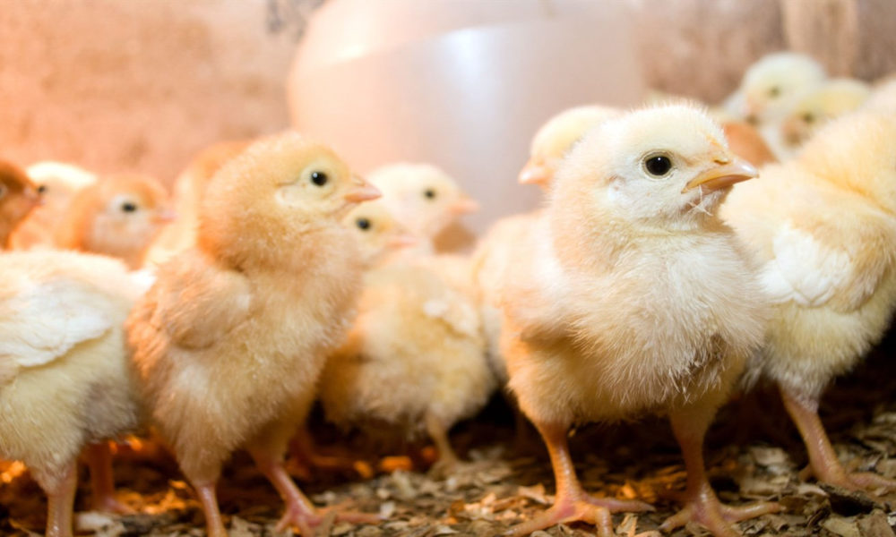 7 Best Chicken Hatcheries in Louisiana [2023 Updated]