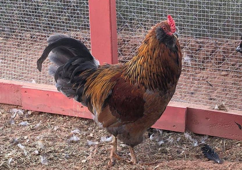 7 Best Chicken Breeds for Beginners (with Pictures)