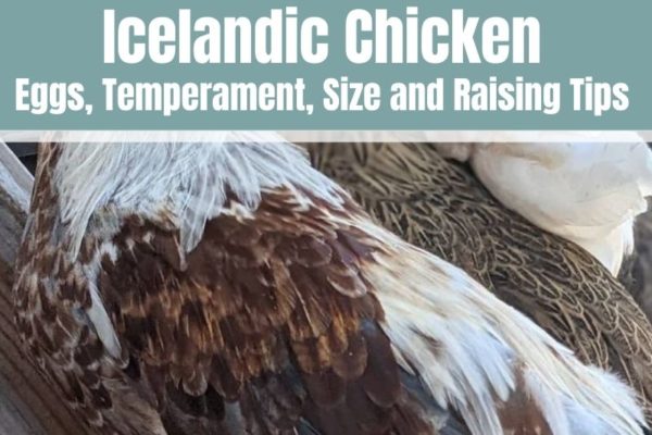 Icelandic Chicken: Appearance, Temperament, Eggs & Raising Tips