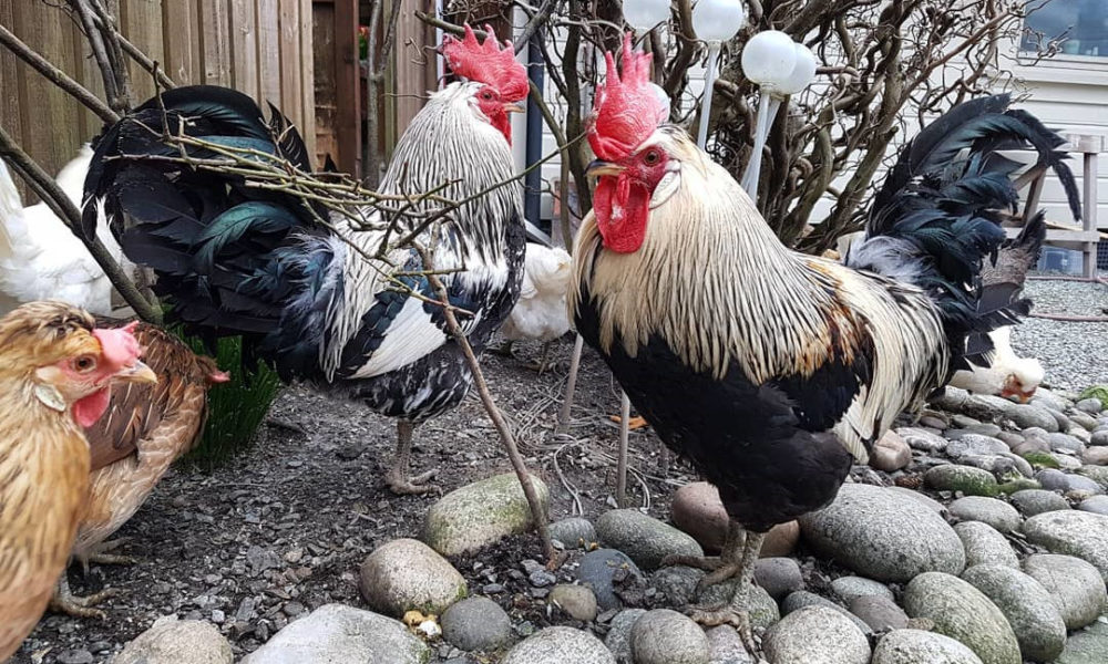 Icelandic Chicken: Appearance, Temperament, Eggs & Raising Tips