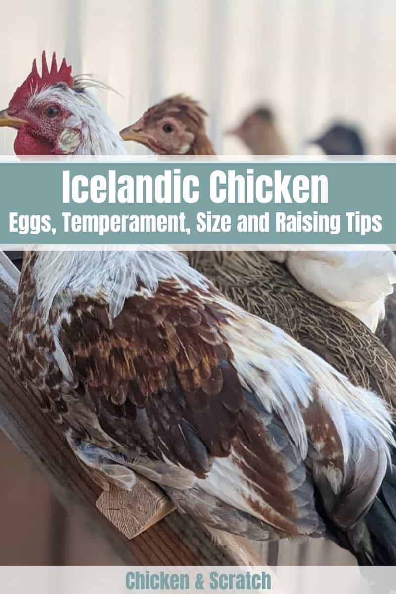Icelandic Chickens
