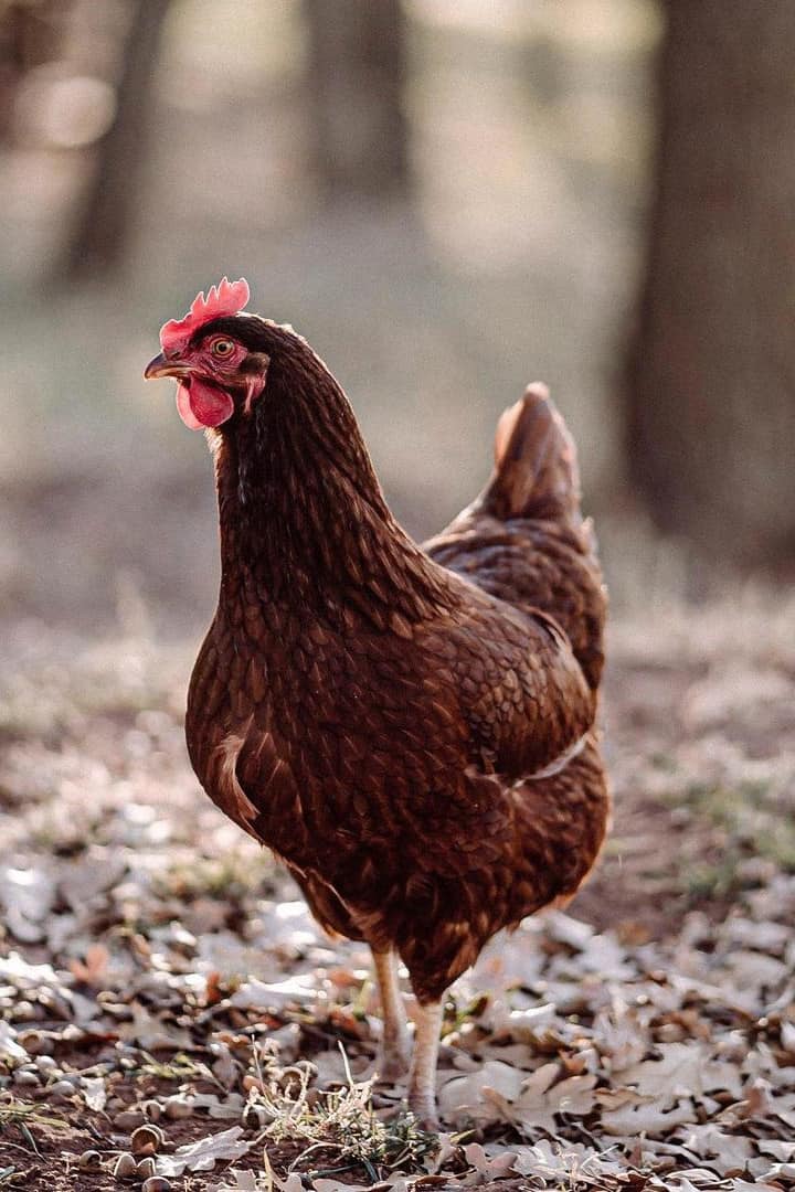 Rhode Island Red