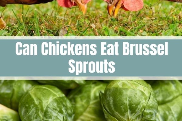 Can Chickens Eat Brussel Sprouts? (Nutrition, Benefits & Feeding Tips)