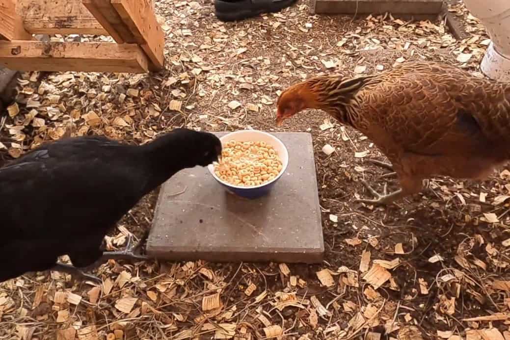 can chickens eat cereal