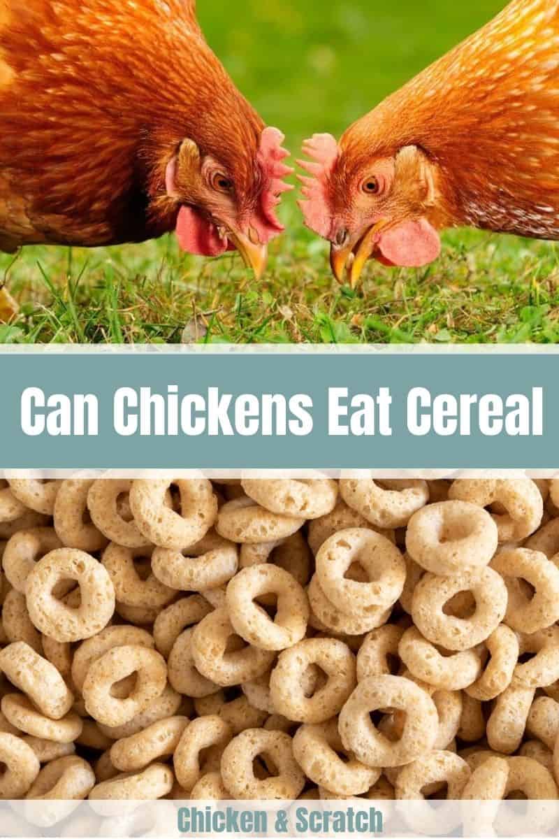 can chickens eat honey nut cheerios