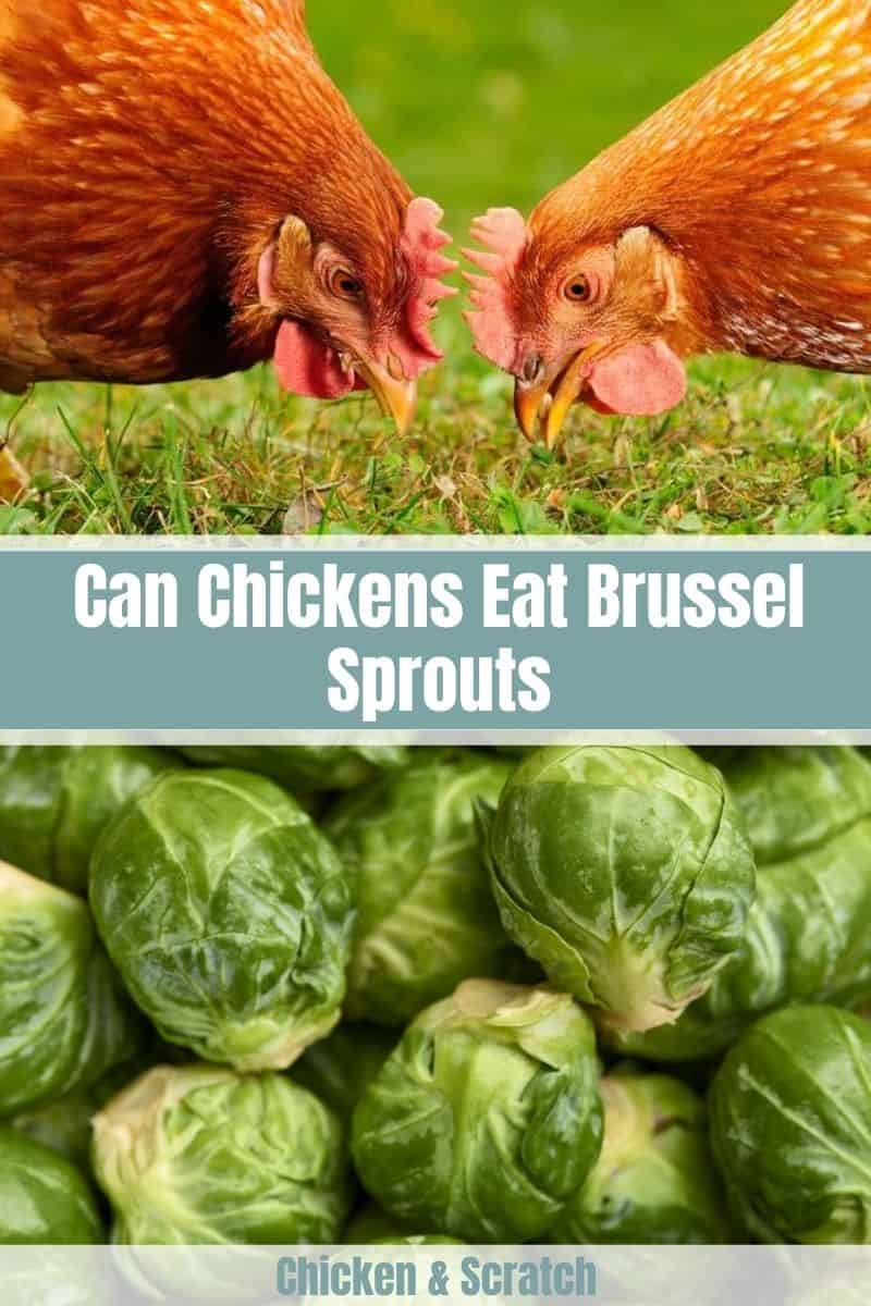 can chickens eat raw brussel sprouts