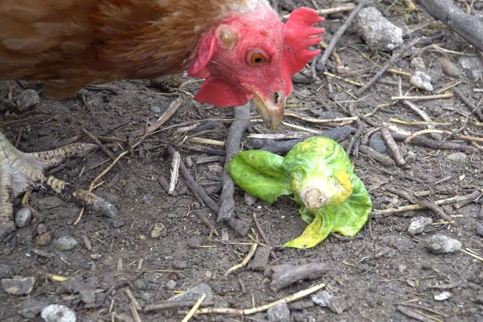 can chickens eat raw brussel sprouts